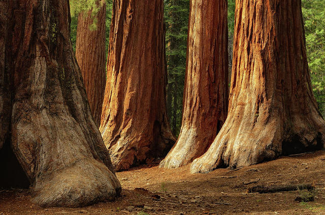 Yosemite and Sequoia National Parks Founded