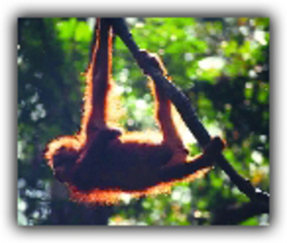 List of endangered and threatened species