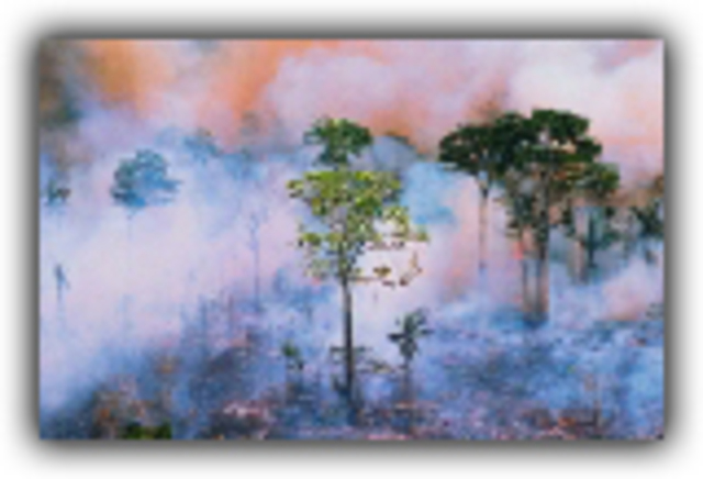 Forest fires burn 5 million hectares