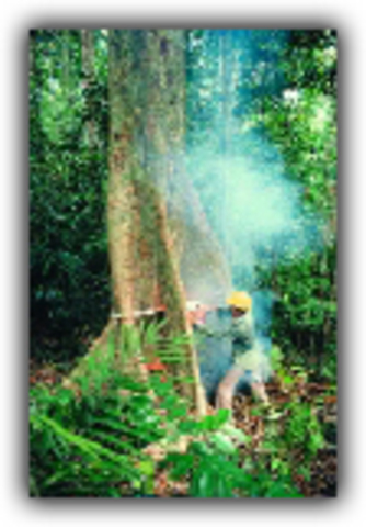 15 million hectacres a year lost to agriculture, logging