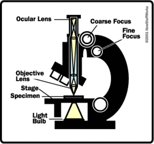 Light Microscope