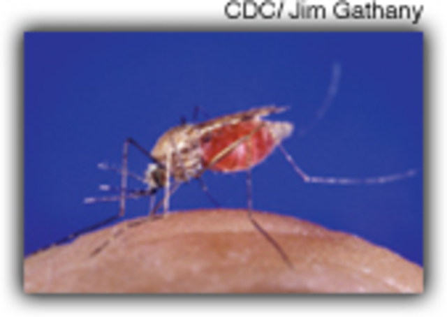 Malaria death toll still HIGH, 3,000 dying daily!