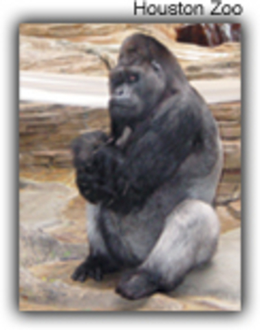 70% of lowland gorillas wiped out, only 5,000 remain