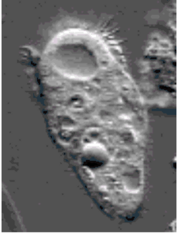 Ant von Leeuweenhoek discover something.