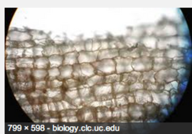 Robert Hooke discover cell in a cork.