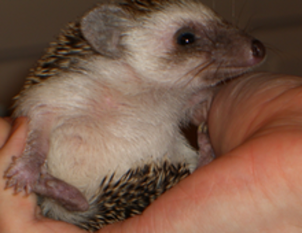 Hedgehog