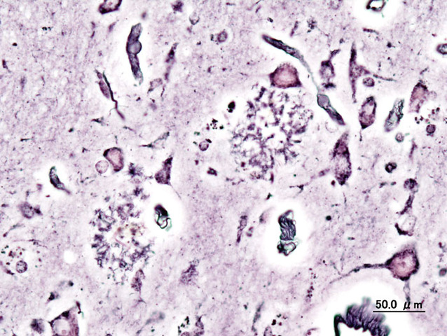 Estudios fuera del pais