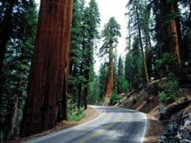 Yosemite plus sequoia national park founded