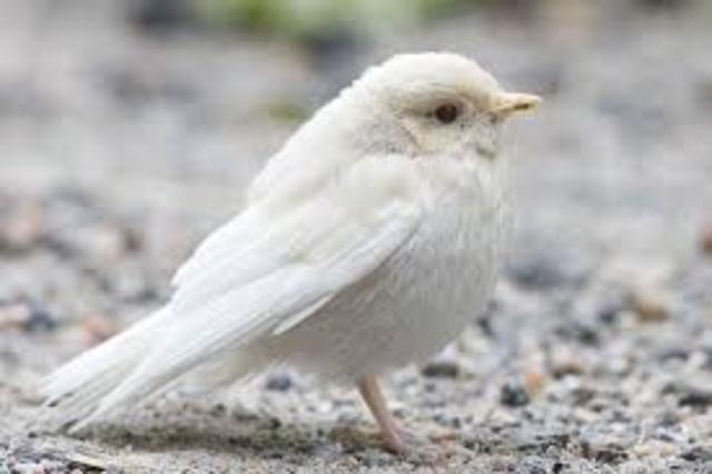 realizo un escrito sobre el Gorrion Albino