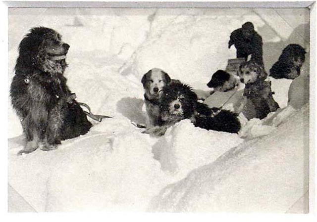 First time dogs were used on Antarctica