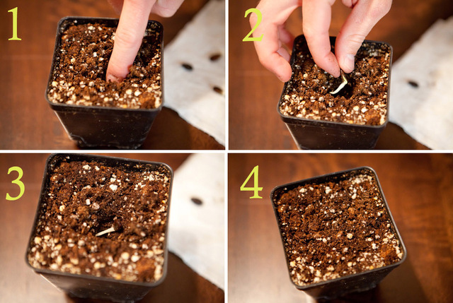 Planted the sunflower seed into a pot filled with soil and gave it plenty of water then set it near sunlight.