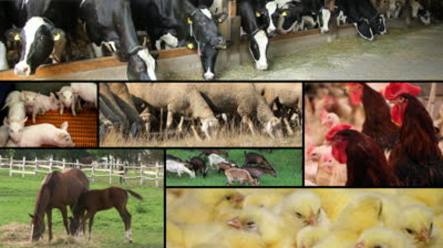 All food was farm grown in the year 1700