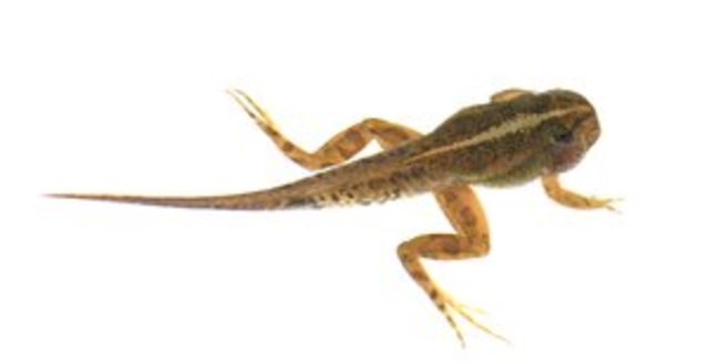 The Tadpole with Legs