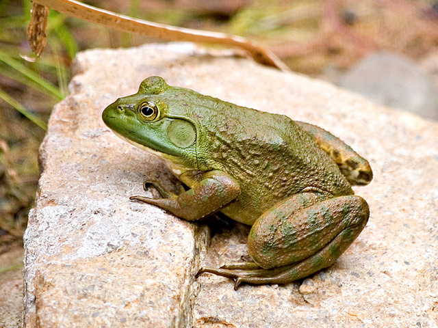 (Adult) Frog