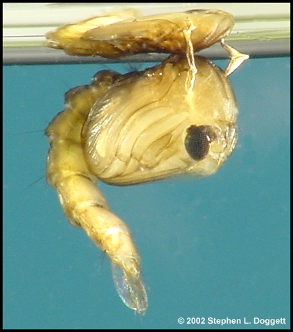 Pupal Stage