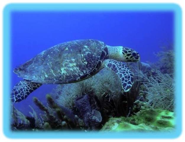 CREACIÓN DE LA ZTSC (ZONA DE TURISMO SUSTENTABLE DEL CARIBE).