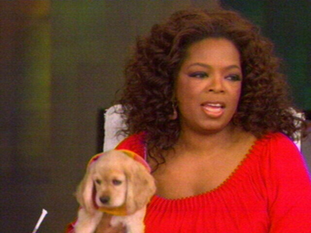 Oprah's puppy
