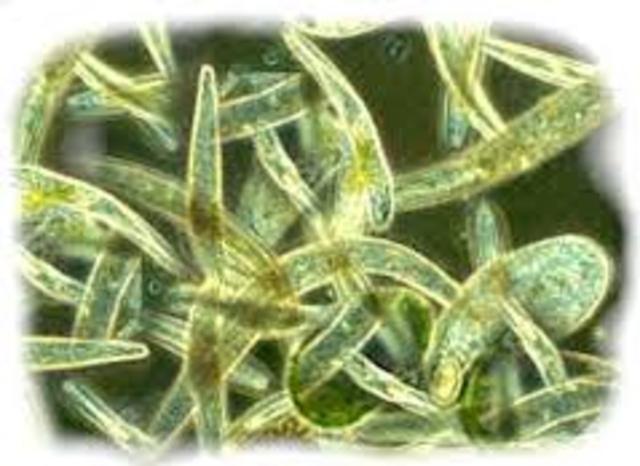 Discovers the Infusoria