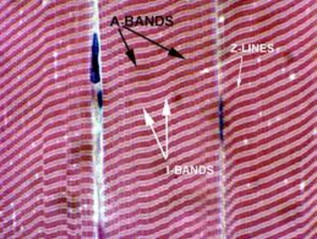 Discovers the banded pattern muscular fibers