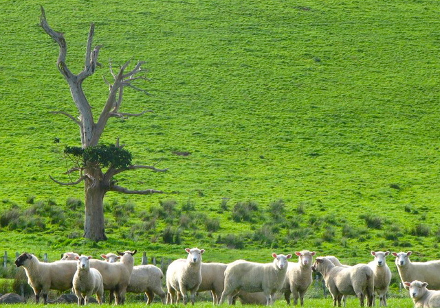 3 month ADAMAH, jewish farming fellowship