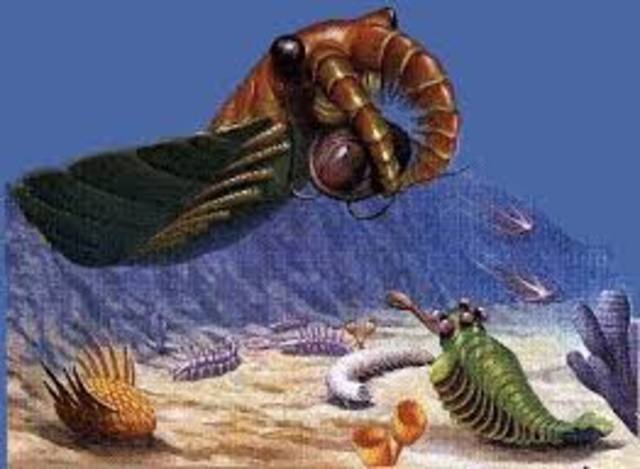 Cambrian Period 570-500 MYA