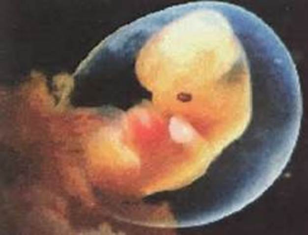 embryo