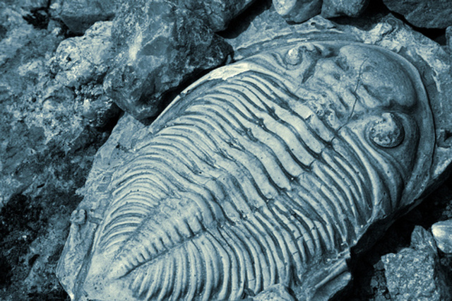 Cambrian 570 M-500 M