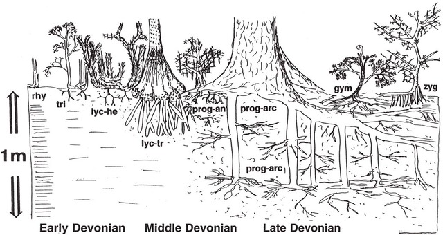 Devonian Period 395m-345 MYA