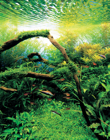 Tertiary Period 65m-1.8m MYA