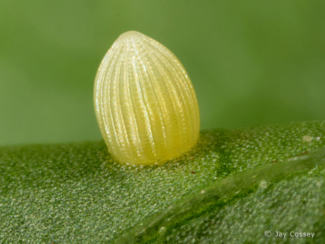 Egg