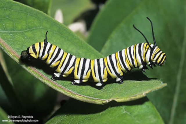 Larva (Caterpillar)