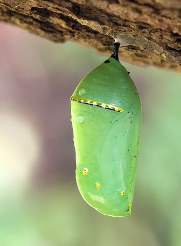Pupa (Chrysalis)
