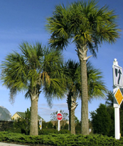 Cabbage Palmetto becomes state tree