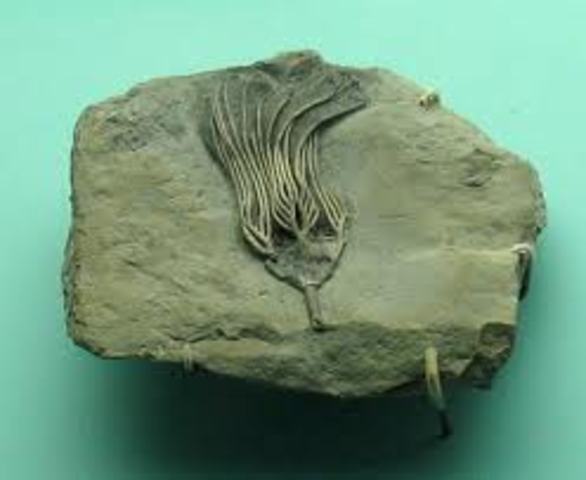 Carboniferous 345-280M