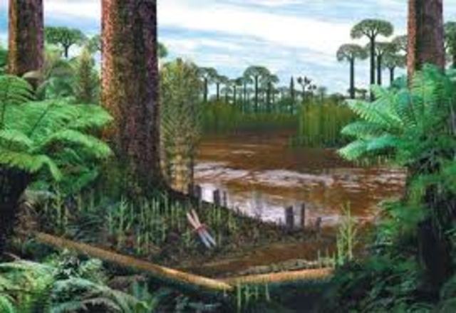 Carboniferous Period 345- 280 MYA