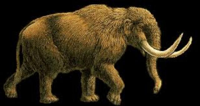 Quaternary 1.8-Present