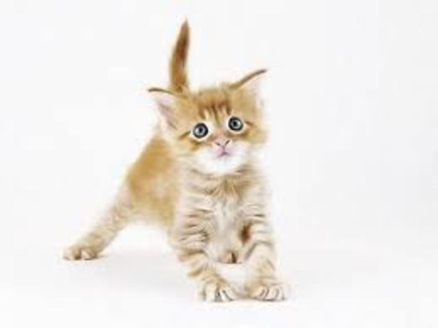 Рада ратифицировала Европейскую конвенцию о защите домашних животных