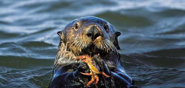 Hunting Of Sea Otter