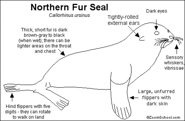 North Pacific fur seal