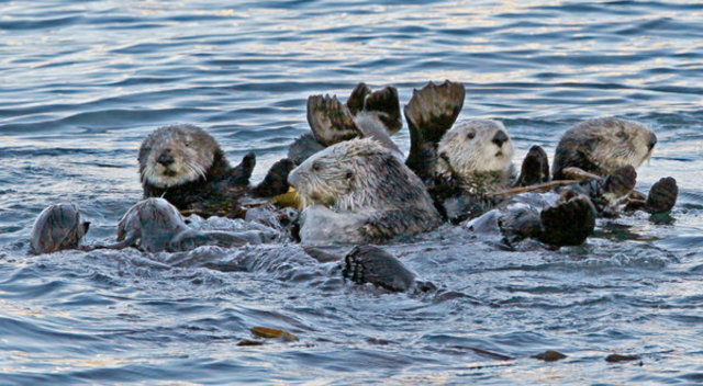 Hunting Of Sea Otter