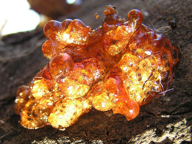 Greeks chewed on resin and so did Native Americans.