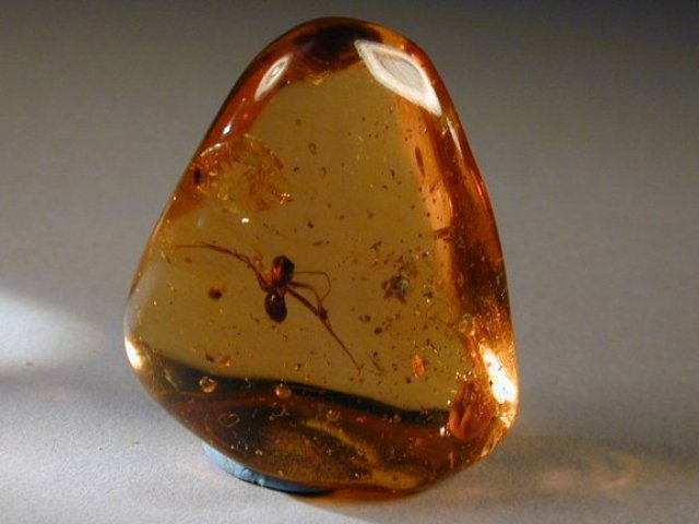 People chewed onn Tree Resin .