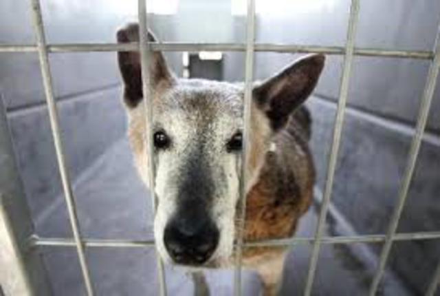 Go To allegan Shelter