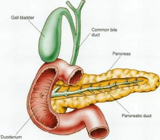Diagnosed with Chronic Exocrine Pancreatic Insufficiency