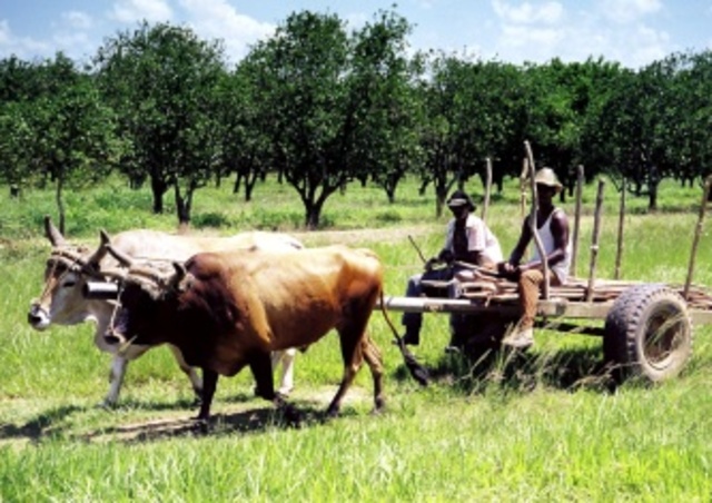 Tecnología en la Agricultura