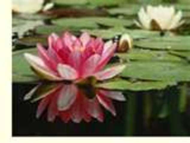 Odysseus encounters the Lotus Eaters