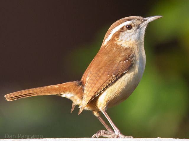 State bird is announced; Carolina Wren