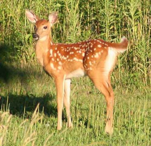 South Carolina's state animal is adopted; White-Tailed Deer