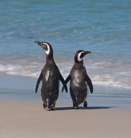 The time I saw a penguin on the beach