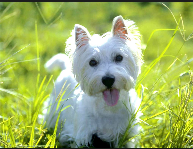 When I got My first dog